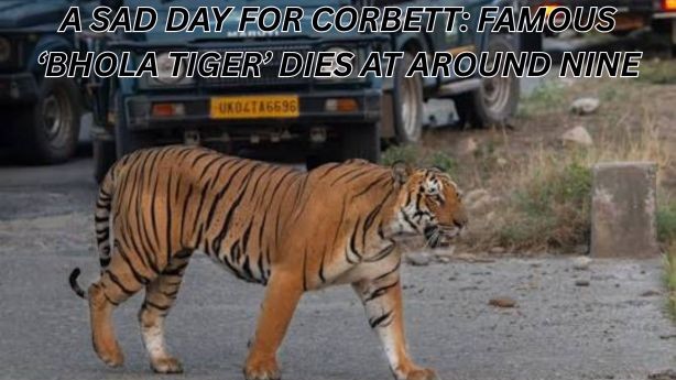 Bhola Tiger
