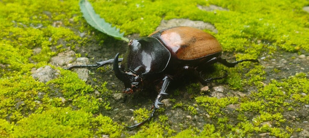 Rare Species Discovered in Champawat, Increases Chances of Rare Species' Presence